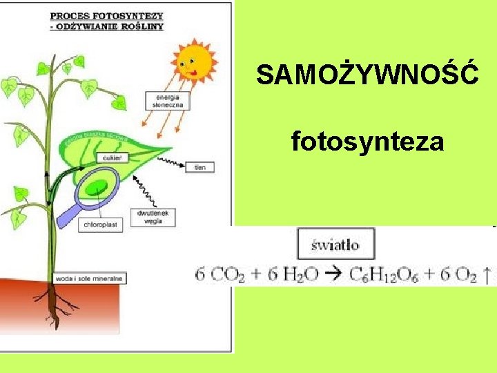 SAMOŻYWNOŚĆ fotosynteza 