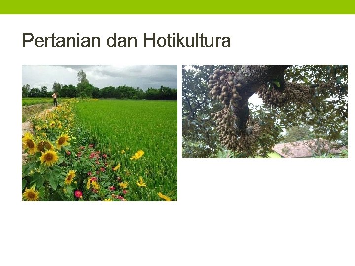 Pertanian dan Hotikultura 