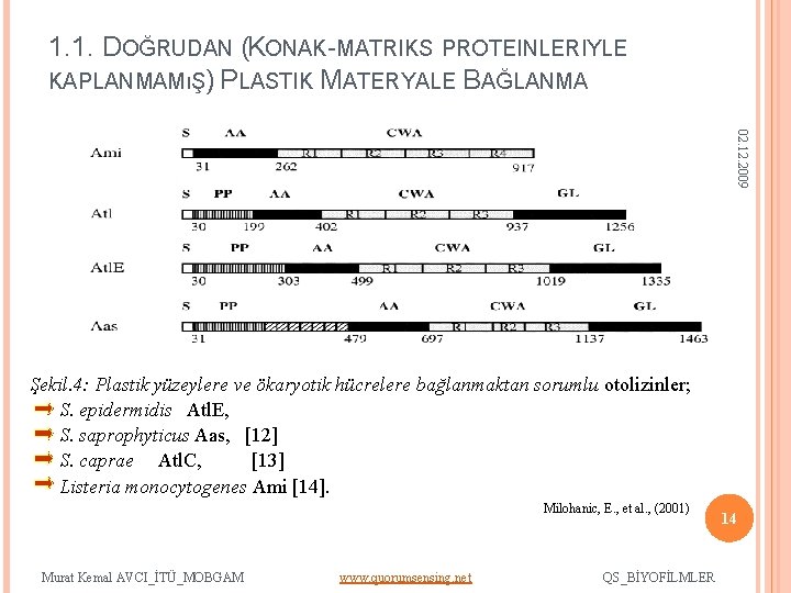 1. 1. DOĞRUDAN (KONAK-MATRIKS PROTEINLERIYLE KAPLANMAMıŞ) PLASTIK MATERYALE BAĞLANMA 02. 12. 2009 Şekil. 4: