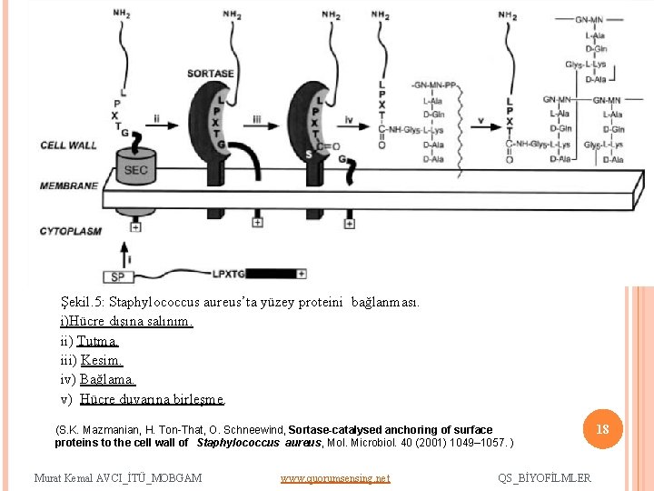 02. 12. 2009 18 Şekil. 5: Staphylococcus aureus’ta yüzey proteini bağlanması. i)Hücre dışına salınım.