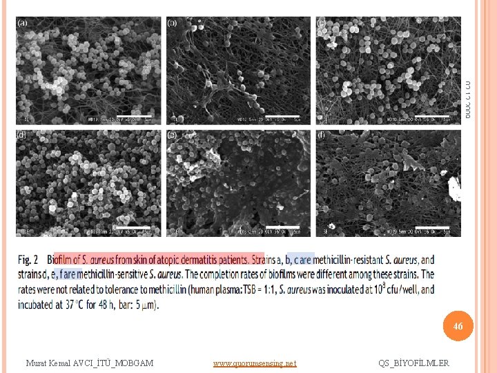 02. 12. 2009 46 Murat Kemal AVCI_İTÜ_MOBGAM www. quorumsensing. net QS_BİYOFİLMLER 