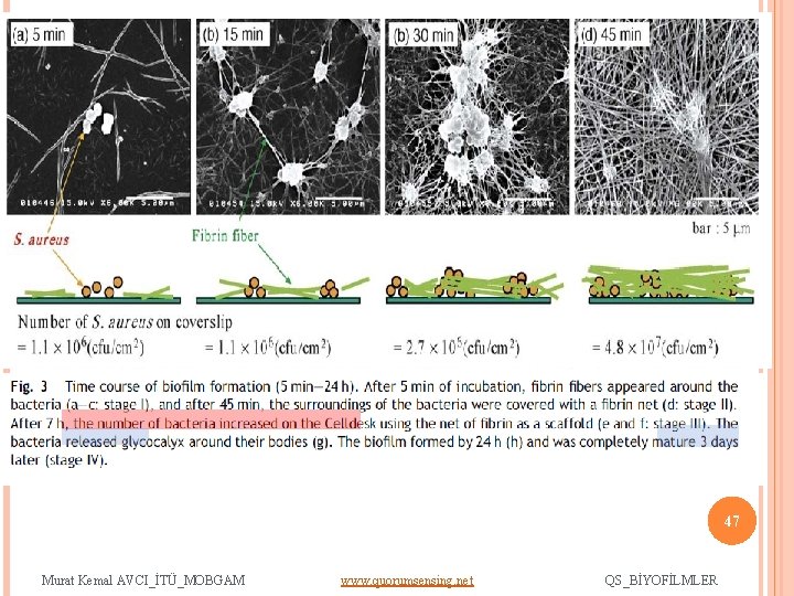 02. 12. 2009 47 Murat Kemal AVCI_İTÜ_MOBGAM www. quorumsensing. net QS_BİYOFİLMLER 