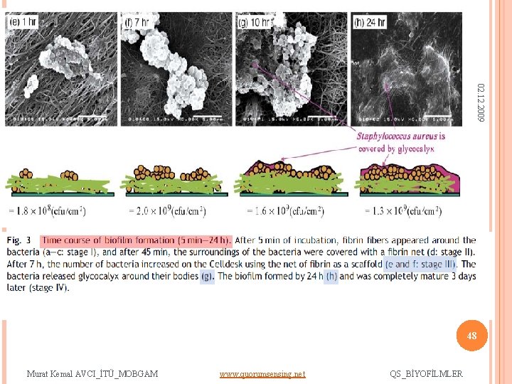 02. 12. 2009 48 Murat Kemal AVCI_İTÜ_MOBGAM www. quorumsensing. net QS_BİYOFİLMLER 