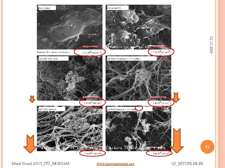 02. 12. 2009 51 Murat Kemal AVCI_İTÜ_MOBGAM www. quorumsensing. net QS_BİYOFİLMLER 