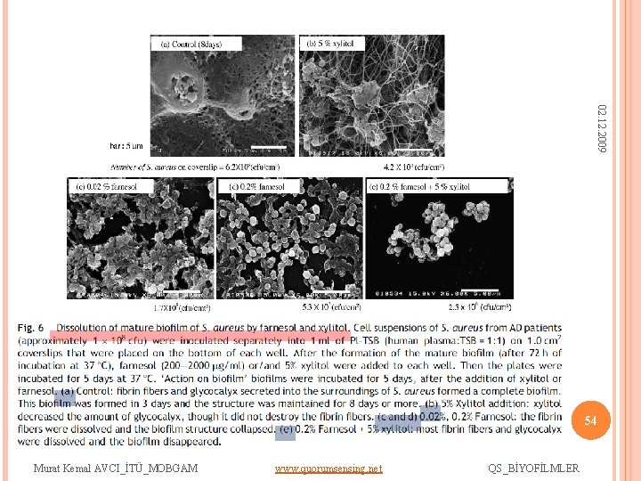02. 12. 2009 54 Murat Kemal AVCI_İTÜ_MOBGAM www. quorumsensing. net QS_BİYOFİLMLER 
