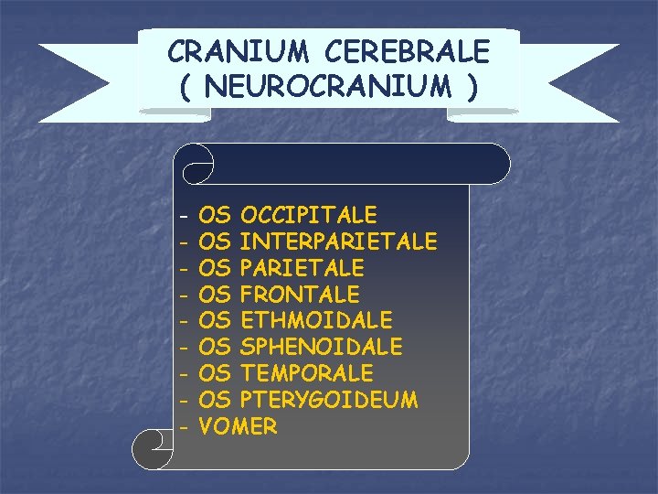 CRANIUM CEREBRALE ( NEUROCRANIUM ) - OS OCCIPITALE OS INTERPARIETALE OS FRONTALE OS ETHMOIDALE