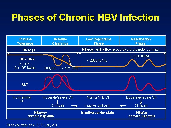 Phases of Chronic HBV Infection Immune Tolerance < Immune Clearance HBe. Ag+ HBV DNA