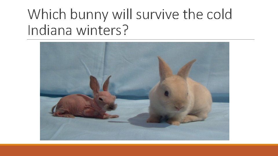 Which bunny will survive the cold Indiana winters? 