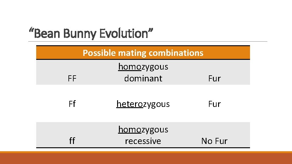 “Bean Bunny Evolution” Possible mating combinations homozygous FF dominant Fur Ff heterozygous Fur ff