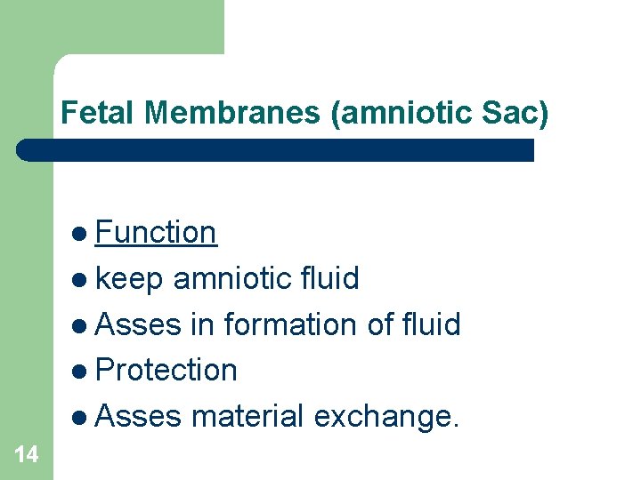 Fetal Membranes (amniotic Sac) l Function l keep amniotic fluid l Asses in formation