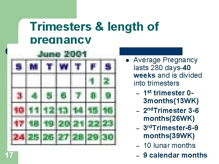 Trimesters & length of pregnancy l 17 Average Pregnancy lasts 280 days-40 weeks and