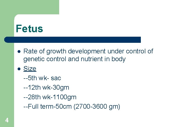 Fetus l l 4 Rate of growth development under control of genetic control and