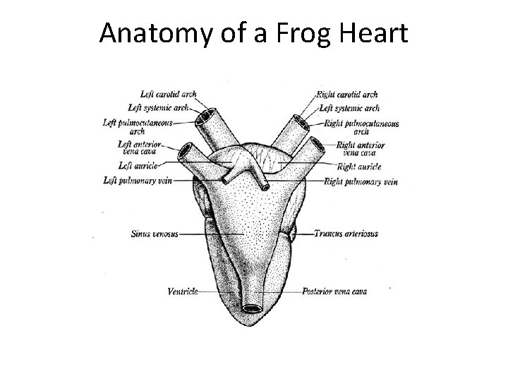 Anatomy of a Frog Heart Anatomy of a Frog Heart