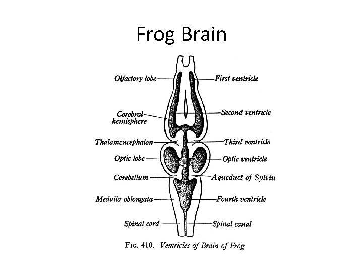 Frog Brain Frog Brain