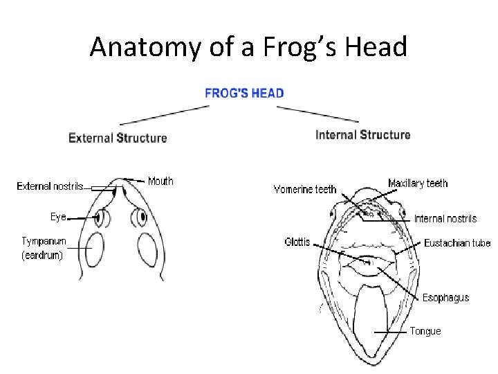 Anatomy of a Frog’s Head Anatomy of a Frog’s Head