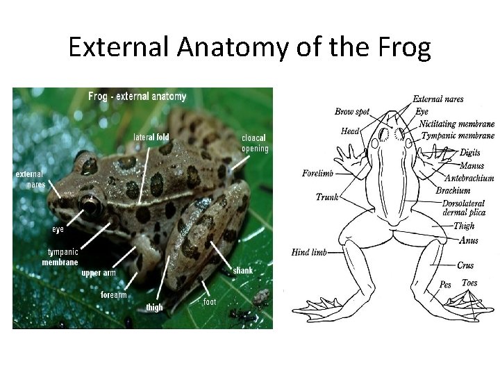 External Anatomy of the Frog External Anatomy of the Frog