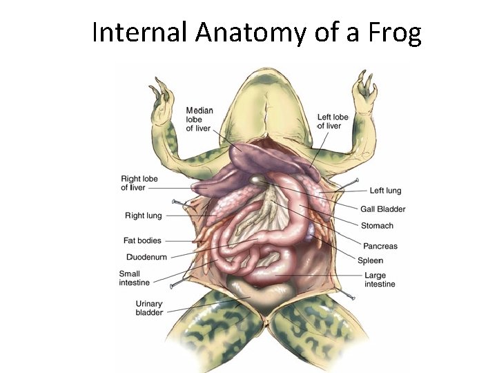 Internal Anatomy of a Frog Internal Anatomy of a Frog