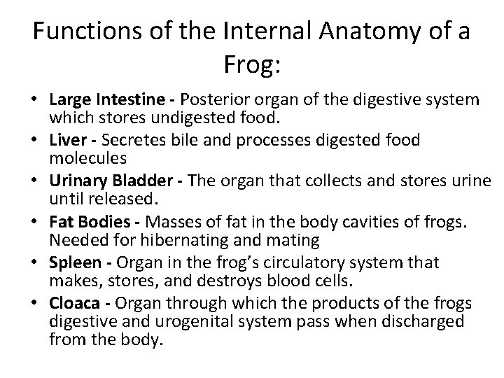 Functions of the Internal Anatomy of a Frog: • Large Intestine - Posterior organ Functions of the Internal Anatomy of a Frog: • Large Intestine - Posterior organ