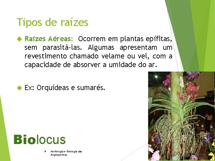 Tipos de raízes Raízes Aéreas: Ocorrem em plantas epífitas, sem parasitá-las. Algumas apresentam um