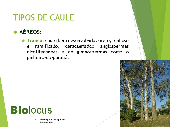 TIPOS DE CAULE AÉREOS: Tronco: caule bem desenvolvido, ereto, lenhoso e ramificado, característico angiospermas
