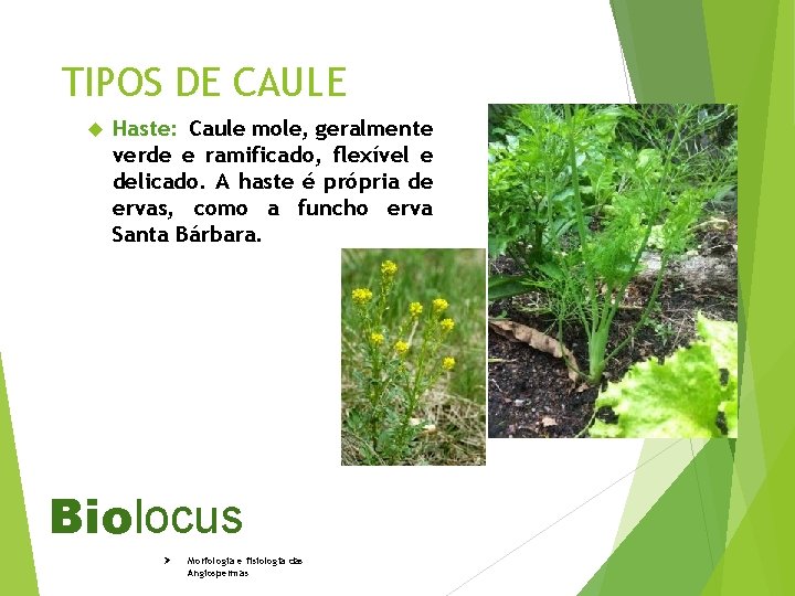 TIPOS DE CAULE Haste: Caule mole, geralmente verde e ramificado, flexível e delicado. A