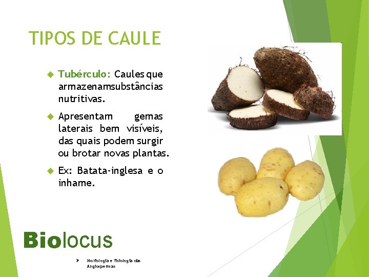 TIPOS DE CAULE Tubérculo: Caules que armazenamsubstâncias nutritivas. Apresentam gemas laterais bem visíveis, das