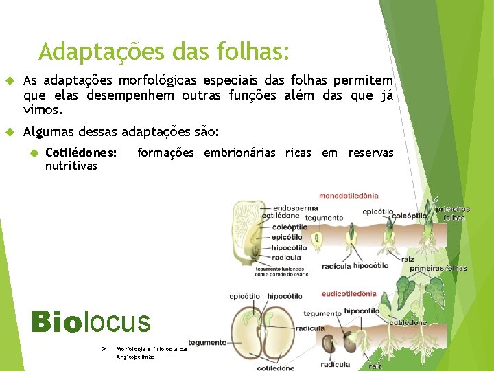 Adaptações das folhas: As adaptações morfológicas especiais das folhas permitem que elas desempenhem outras