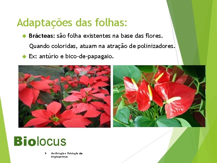 Adaptações das folhas: Brácteas: são folha existentes na base das flores. Quando coloridas, atuam