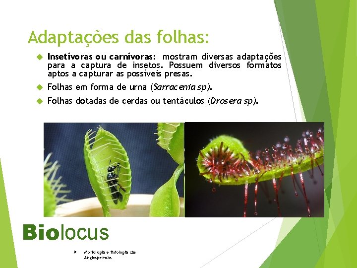 Adaptações das folhas: Insetívoras ou carnívoras: mostram diversas adaptações para a captura de insetos.