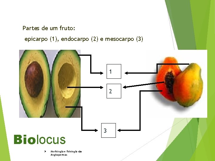 Partes de um fruto: epicarpo (1), endocarpo (2) e mesocarpo (3) 1 2 Biolocus