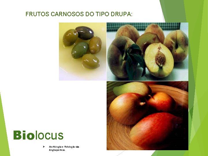 FRUTOS CARNOSOS DO TIPO DRUPA: Biolocus Ø Morfologia e fisiologia das Angiospermas 