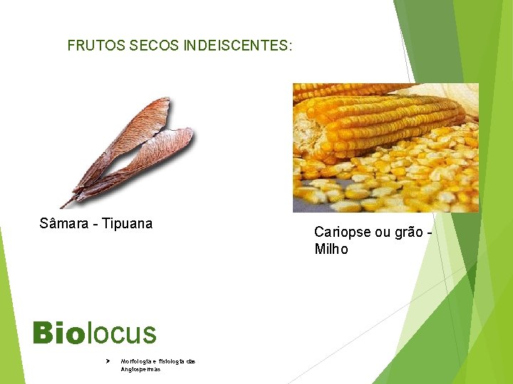 FRUTOS SECOS INDEISCENTES: Sâmara - Tipuana Biolocus Ø Morfologia e fisiologia das Angiospermas Cariopse