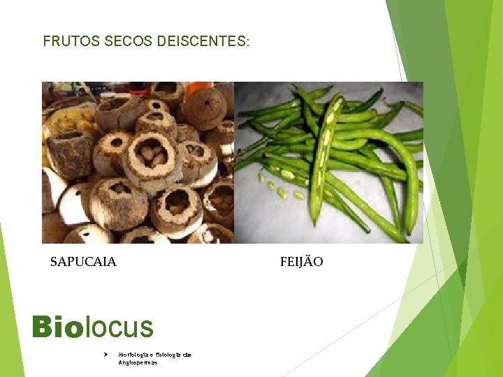 FRUTOS SECOS DEISCENTES: SAPUCAIA FEIJÃO Biolocus Ø Morfologia e fisiologia das Angiospermas 