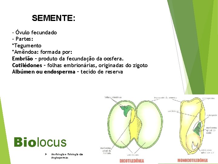 SEMENTE: - Óvulo fecundado - Partes: *Tegumento *Amêndoa: formada por: Embrião – produto da