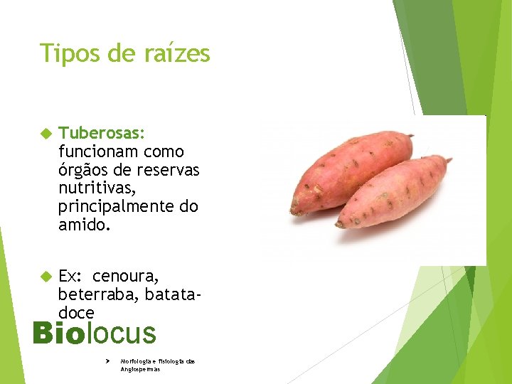 Tipos de raízes Tuberosas: funcionam como órgãos de reservas nutritivas, principalmente do amido. Ex: