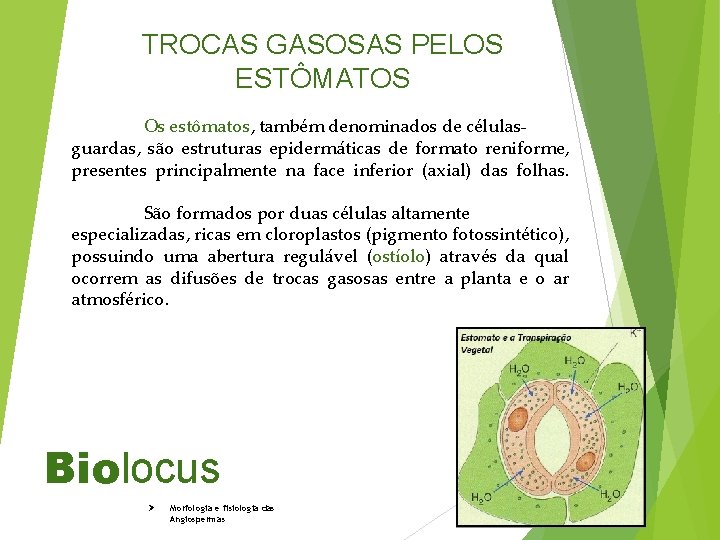 TROCAS GASOSAS PELOS ESTÔMATOS Os estômatos, também denominados de célulasguardas, são estruturas epidermáticas de