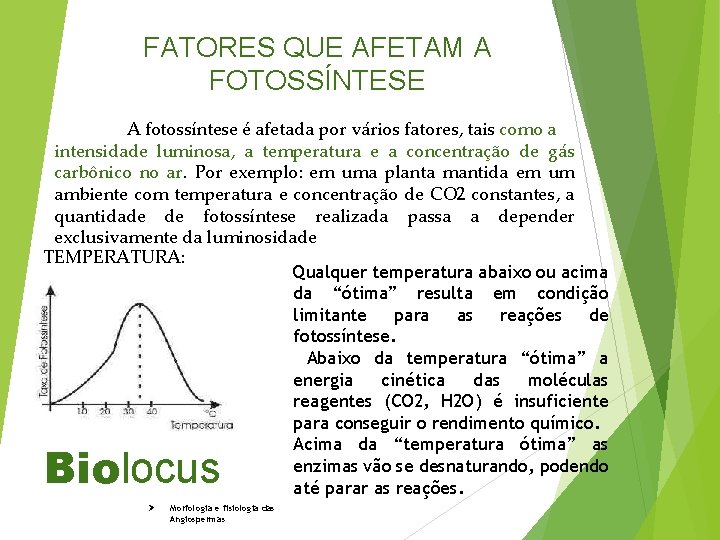 FATORES QUE AFETAM A FOTOSSÍNTESE A fotossíntese é afetada por vários fatores, tais como