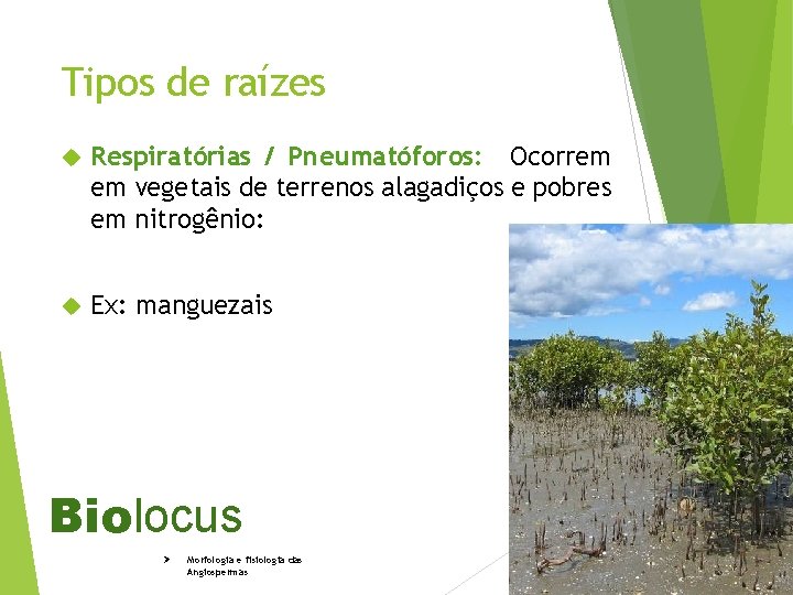 Tipos de raízes Respiratórias / Pneumatóforos: Ocorrem em vegetais de terrenos alagadiços e pobres