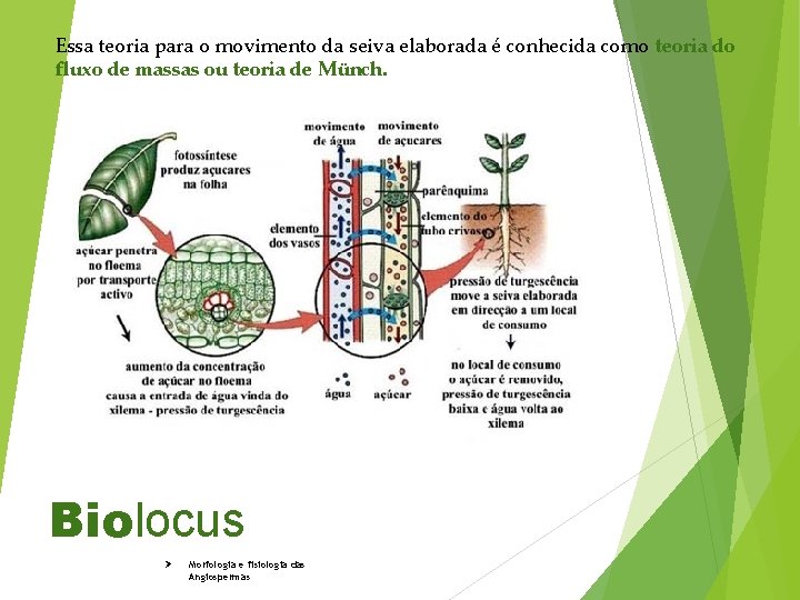 Essa teoria para o movimento da seiva elaborada é conhecida como teoria do fluxo