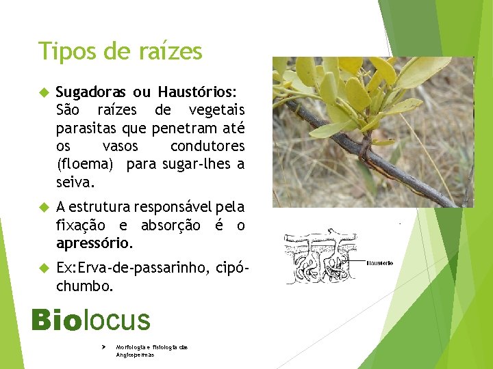 Tipos de raízes Sugadoras ou Haustórios: São raízes de vegetais parasitas que penetram até
