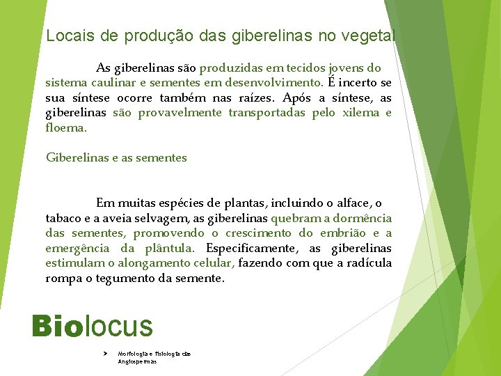 Locais de produção das giberelinas no vegetal As giberelinas são produzidas em tecidos jovens