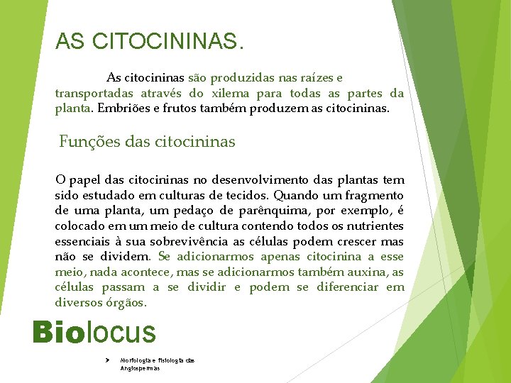 AS CITOCININAS. As citocininas são produzidas nas raízes e transportadas através do xilema para