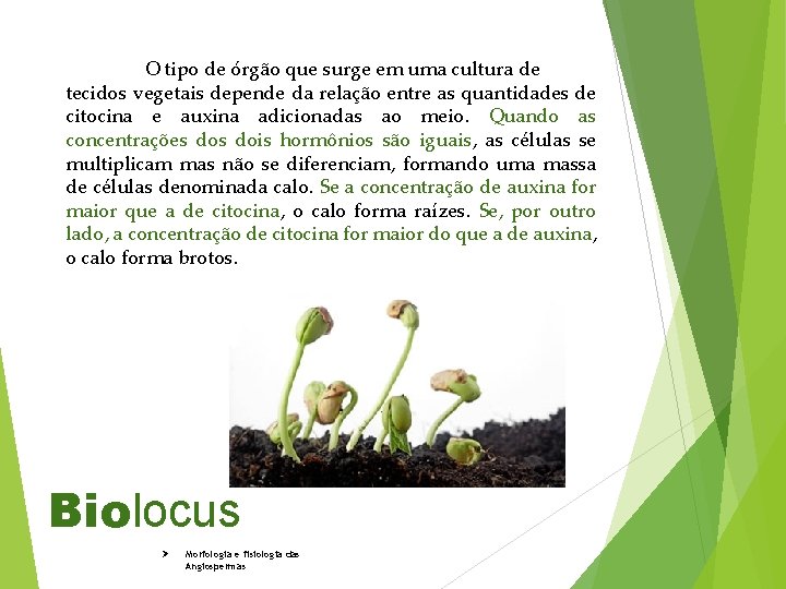 O tipo de órgão que surge em uma cultura de tecidos vegetais depende da