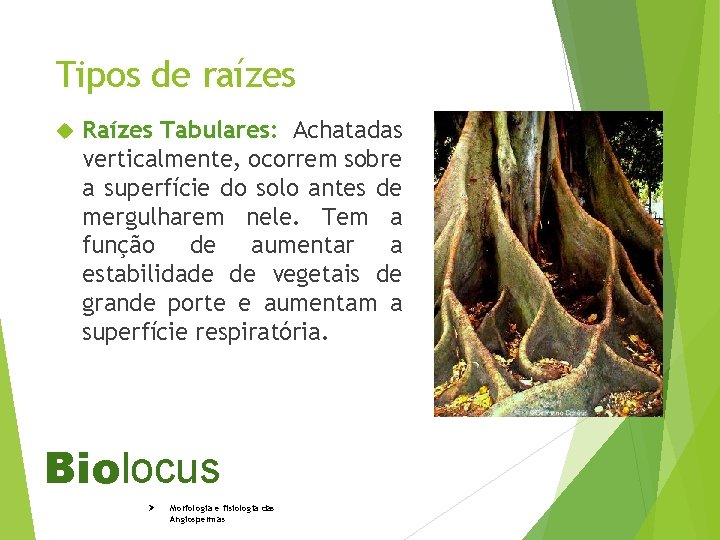 Tipos de raízes Raízes Tabulares: Achatadas verticalmente, ocorrem sobre a superfície do solo antes