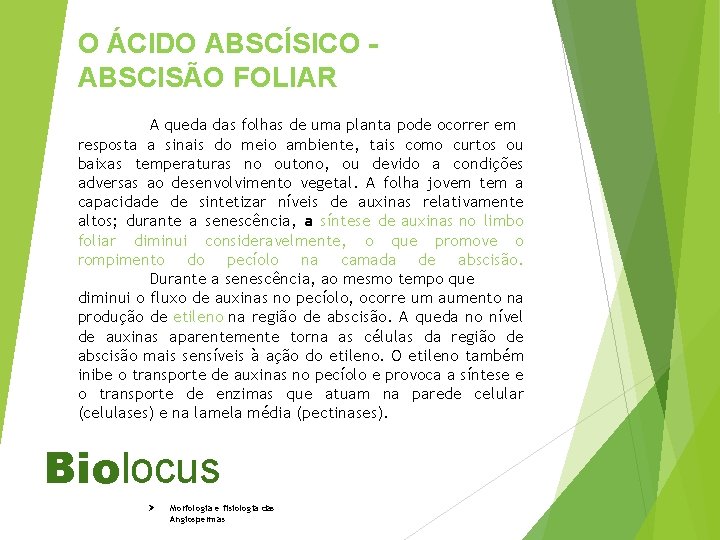 O ÁCIDO ABSCÍSICO - ABSCISÃO FOLIAR A queda das folhas de uma planta pode