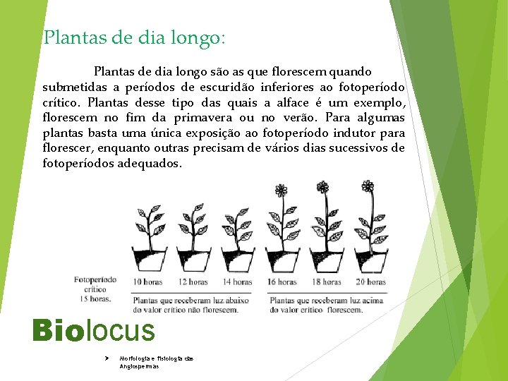 Plantas de dia longo: Plantas de dia longo são as que florescem quando submetidas