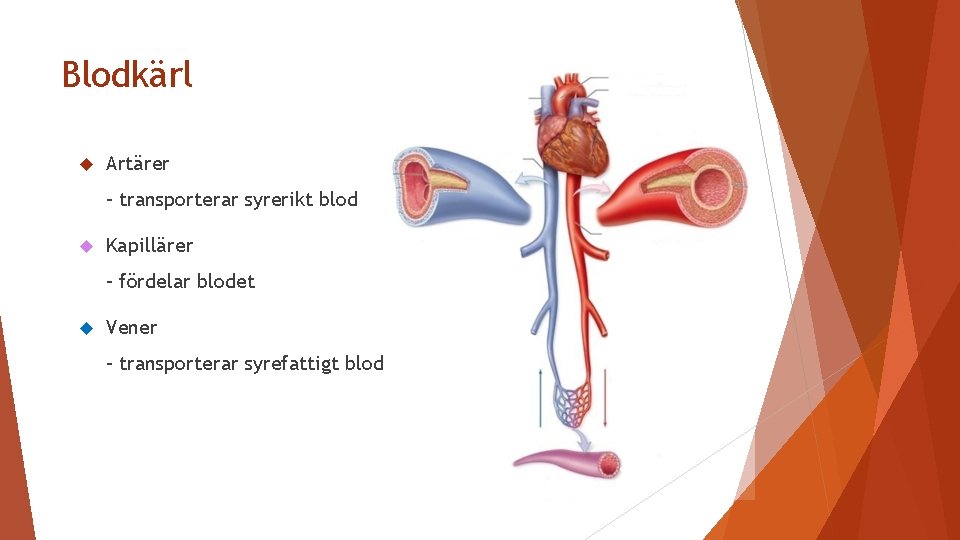 Blodkärl Artärer – transporterar syrerikt blod Kapillärer – fördelar blodet Vener – transporterar syrefattigt