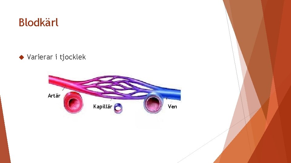 Blodkärl Varierar i tjocklek Artär Kapillär Ven 