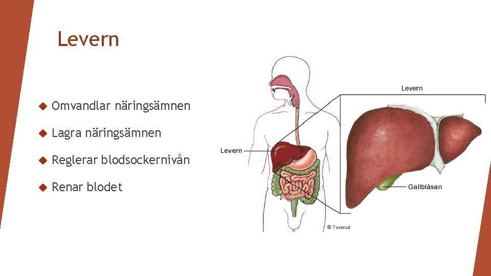 Levern Omvandlar näringsämnen Lagra näringsämnen Reglerar blodsockernivån Renar blodet 