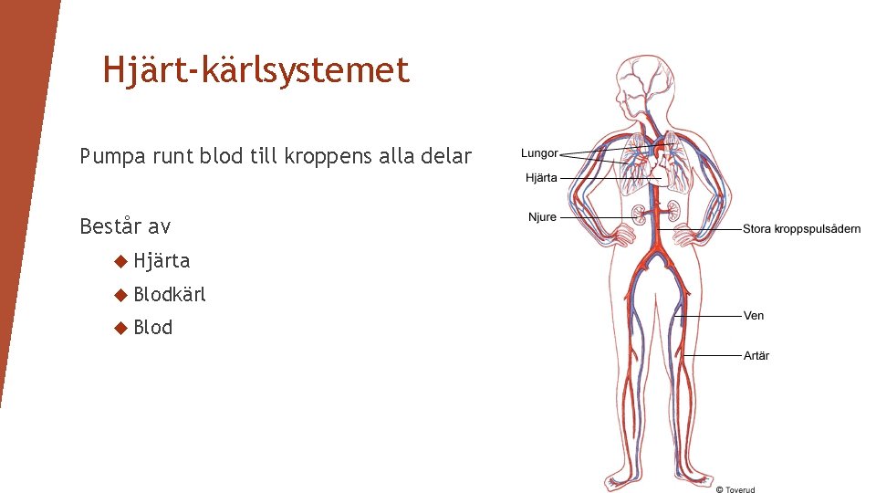 Hjärt-kärlsystemet Pumpa runt blod till kroppens alla delar Består av Hjärta Blodkärl Blod 